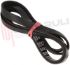 Immagine di CINGHIA RIGHI 5 EPJ 1270 6602-003939